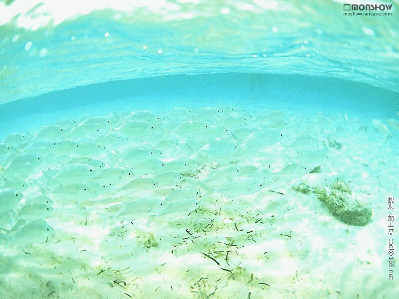 School of fish underwater