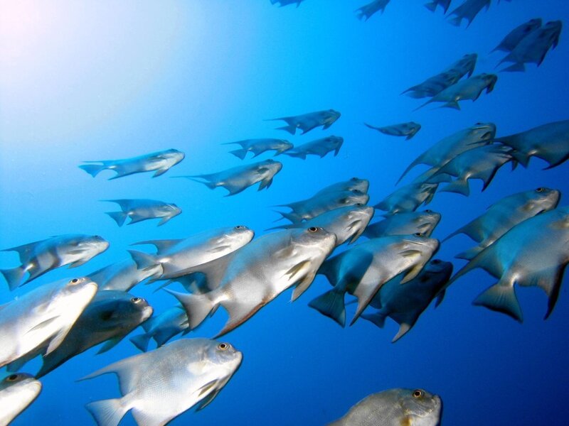 School of fish underwater