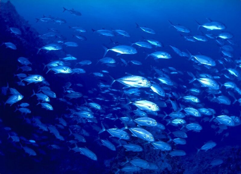 School of fish underwater