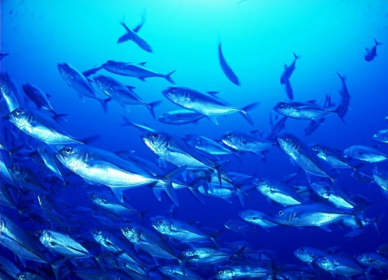 school of fish underwater