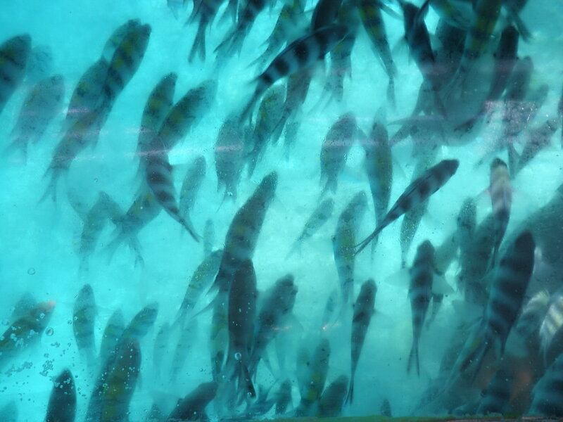 School of fish underwater