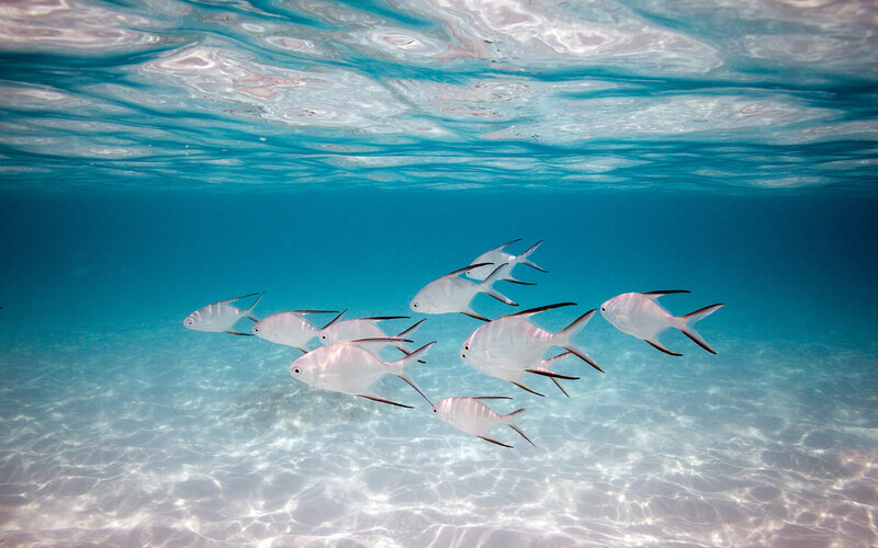 School of fish underwater