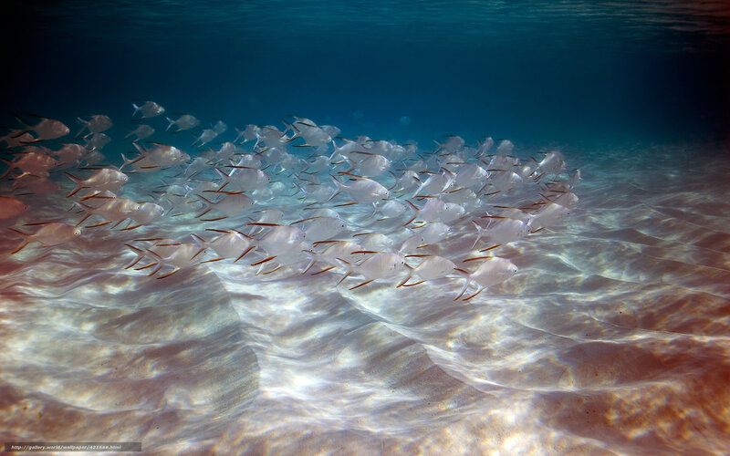 School of fish underwater