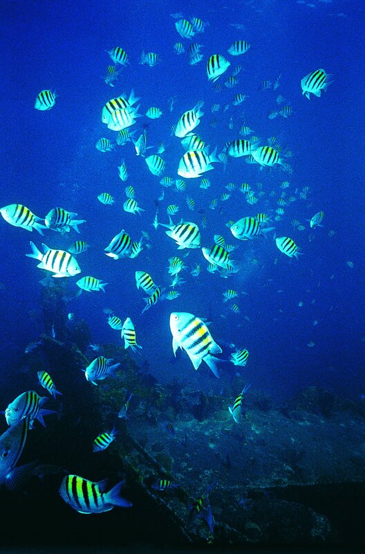 school of fish underwater