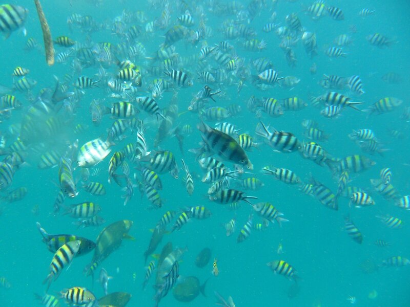 school of fish underwater