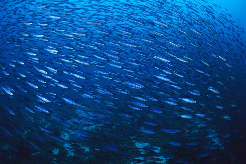 School of fish underwater