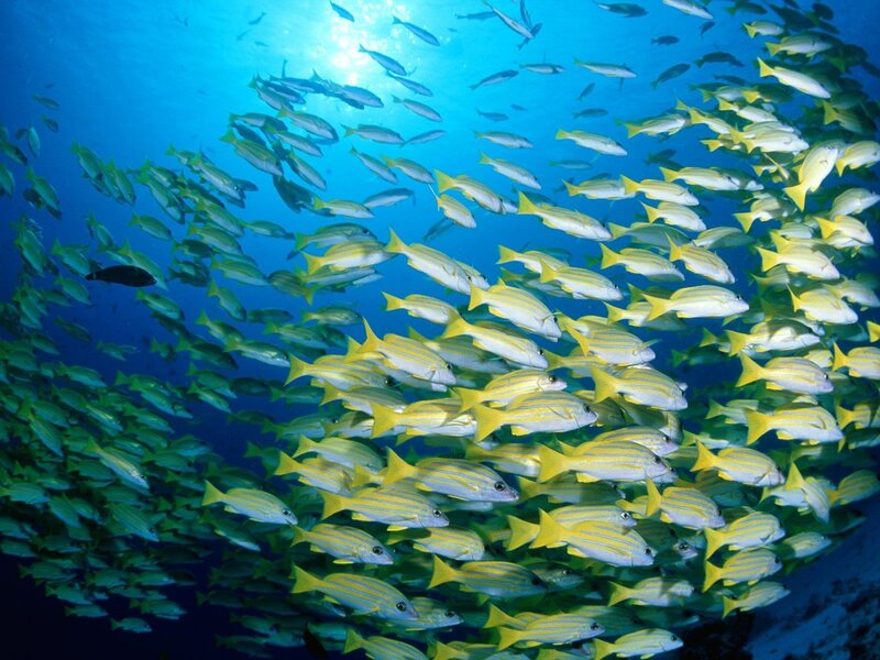School of fish underwater
