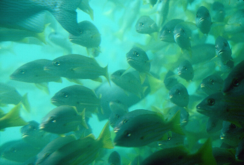 school of fish underwater