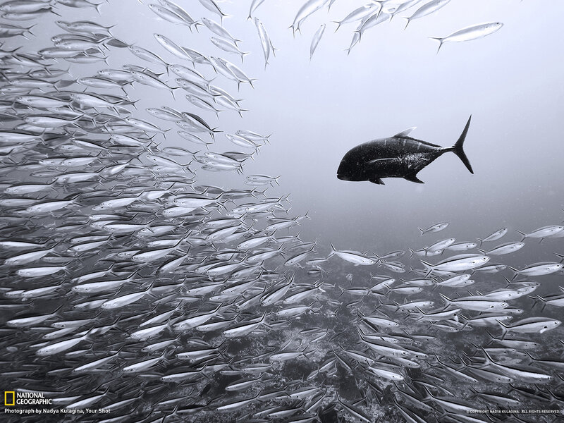 School of Fish Underwater — Black