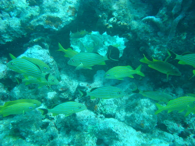 School of Fish Underwater — Blue, Calm, Photograph