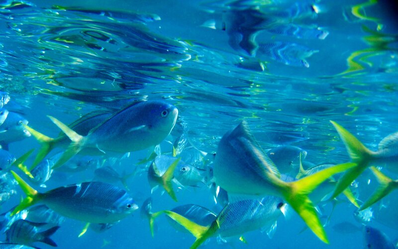 School of Fish Underwater — Blue, Calm