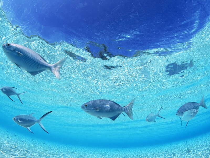 School of Fish Underwater — Blue, Serene, Afternoon, Photograph, Ocean, Sand, Surface