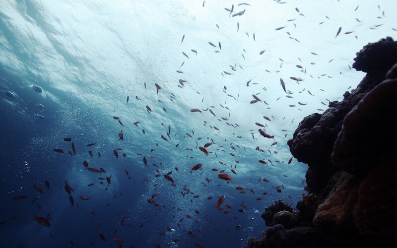 School of Fish Underwater — Blue, Serene, Photograph, Coral Reef, Bubbles