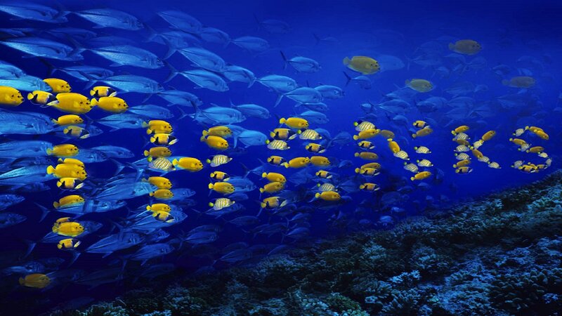 School of Fish Underwater — Blue, Serene, Photograph, Coral Reef