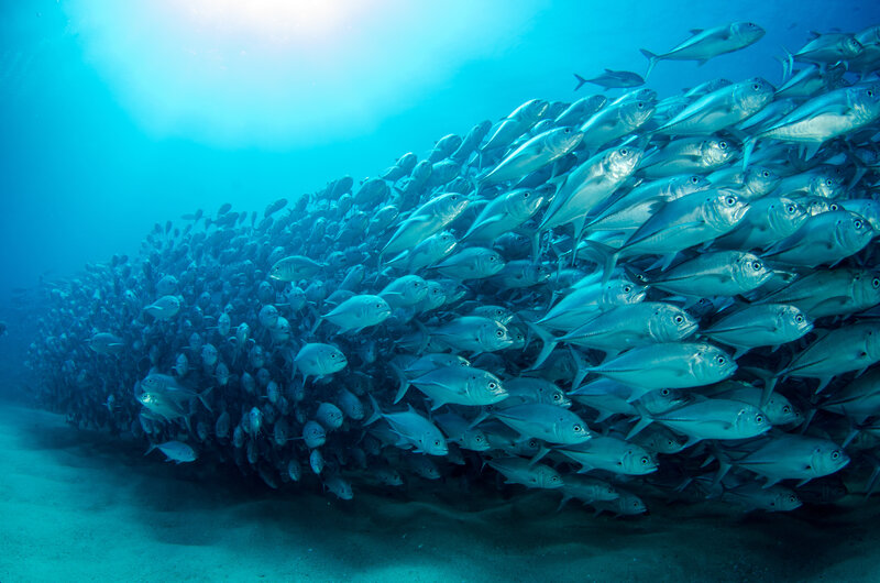 School of Fish Underwater — Blue, Serene, Photograph, Ocean, Sand