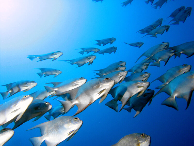School of Fish Underwater — Blue, Serene, Photograph, Ocean, Sunlight
