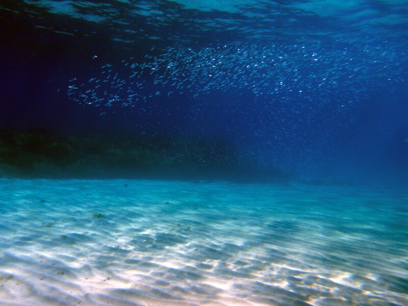 School of Fish Underwater — Blue, Serene, Photograph, Sand, Ocean