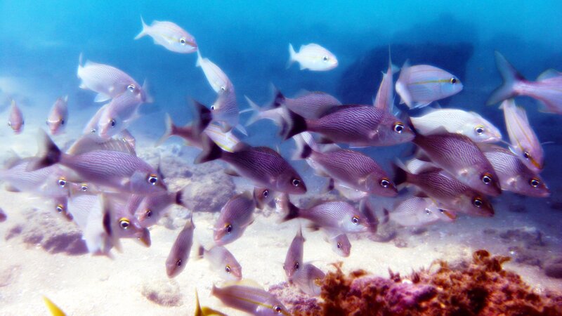 School of Fish Underwater — Blue, Serene, Photograph, Sand