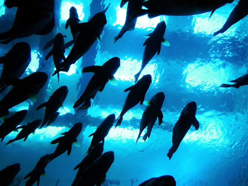 School of Fish Underwater — Blue, Serene, Photograph, Water