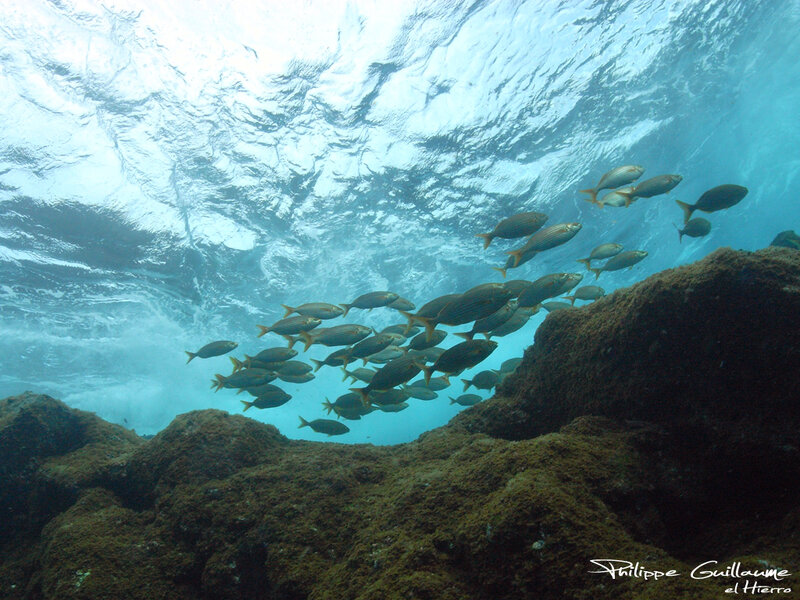 School of Fish Underwater — Blue, Serene