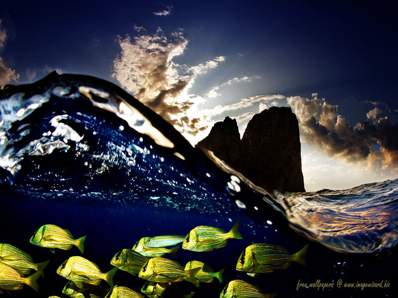 School of Fish Underwater — Blue