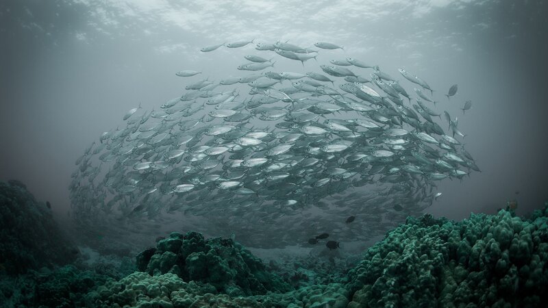 School of Fish Underwater — Green, Serene