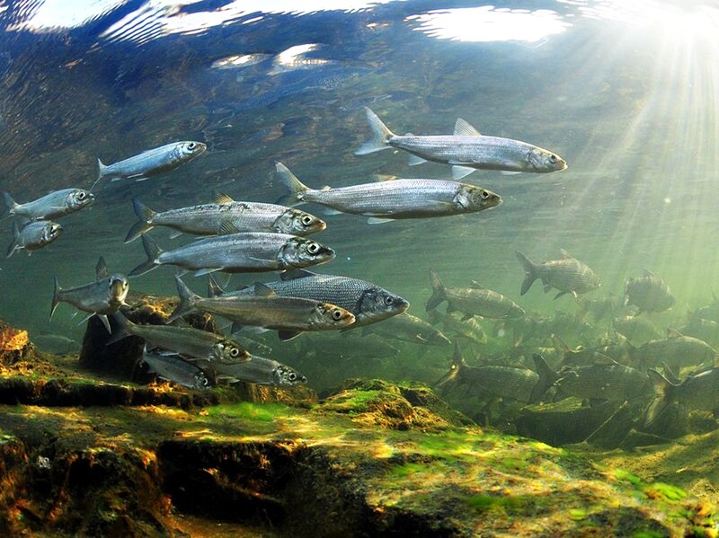 School of Fish Underwater — Green
