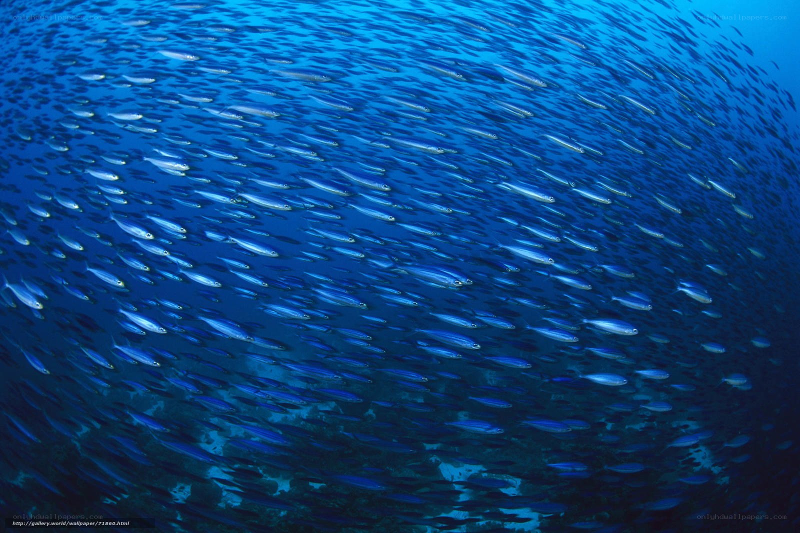 School of fish underwater