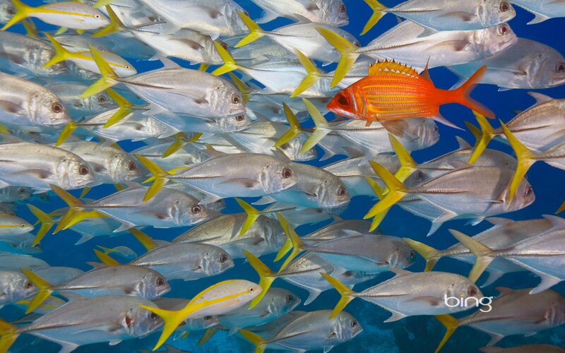 School of fish with one red fish