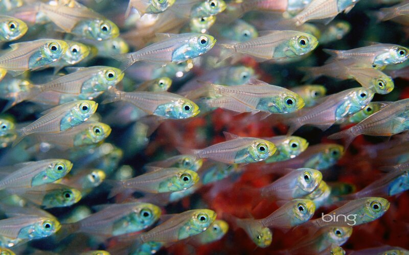 School of glassfish in coral reef