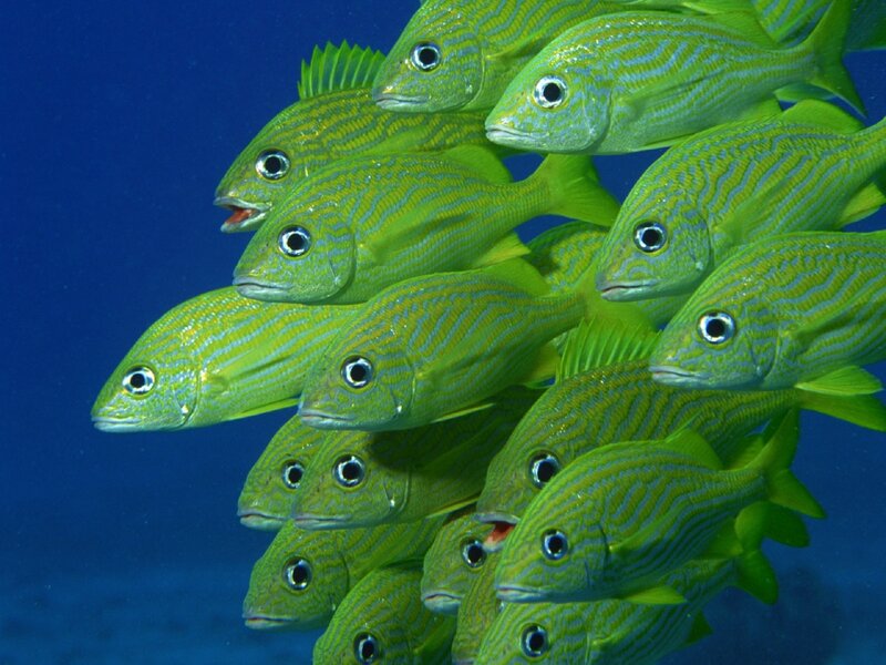 School of Green Fish — Serene