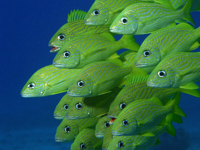 School of green fish underwater