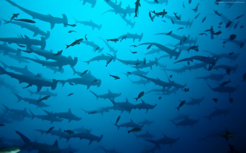 School of Hammerhead Sharks — Blue, Serene