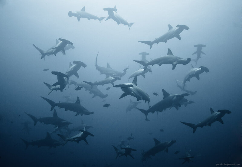School of Hammerhead Sharks — Blue