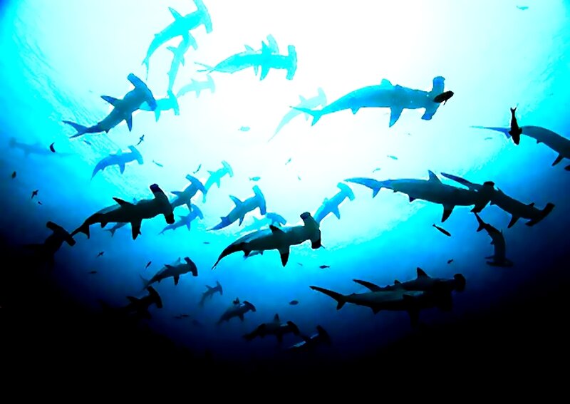 School of Hammerhead Sharks