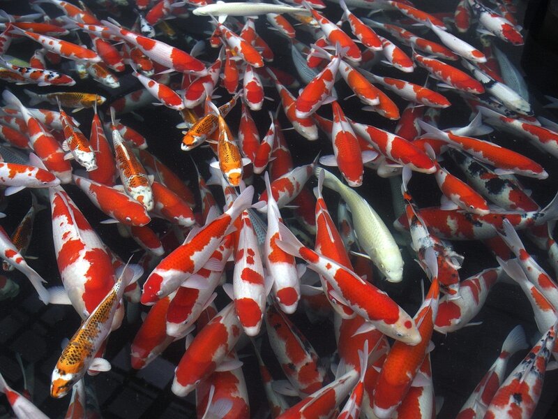 School of koi fish swimming