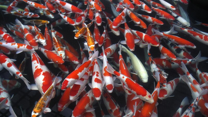 School of koi fish swimming