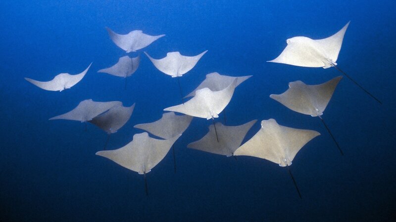 School of Manta Rays — Blue