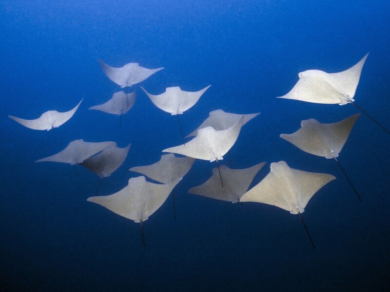School of manta rays swimming