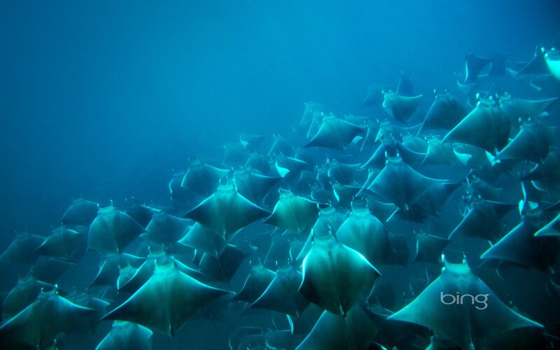 School of Manta Rays
