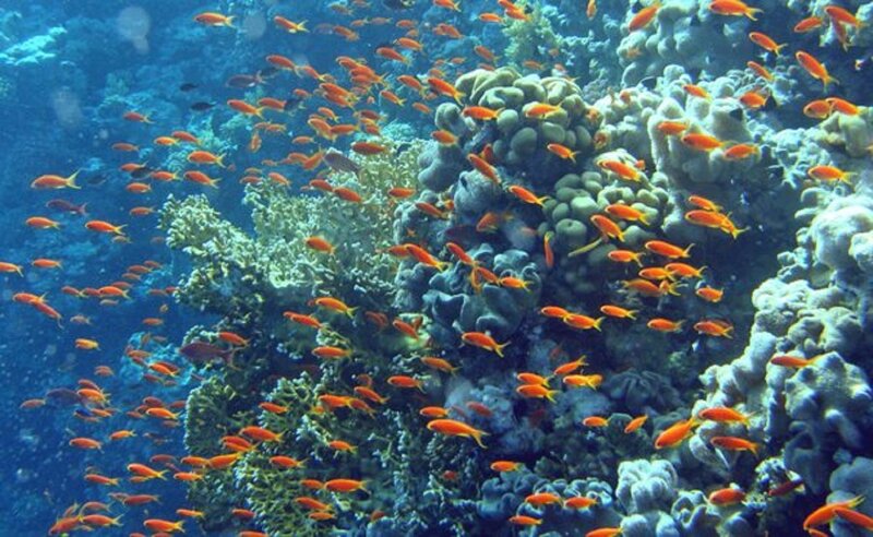 School of Orange Fish — Blue, Serene