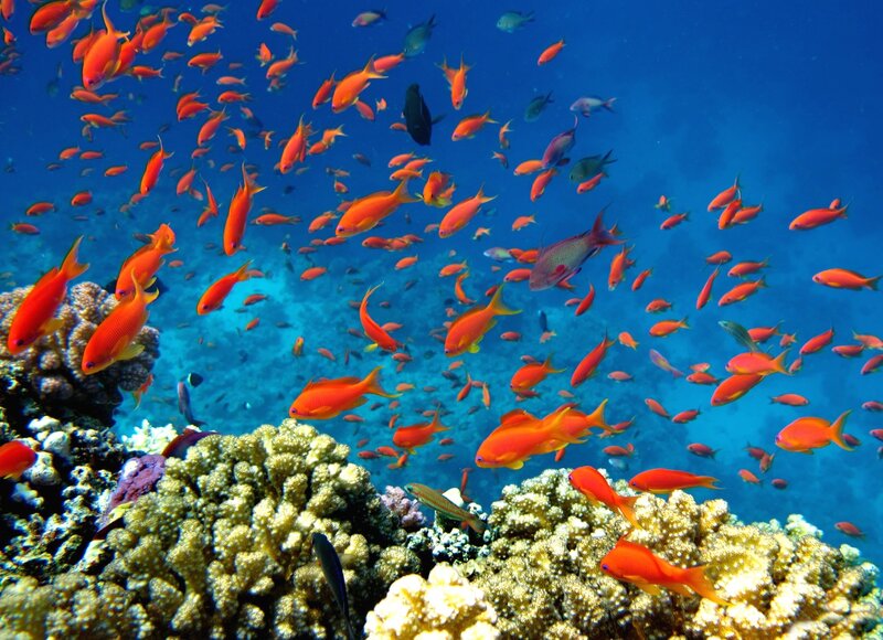 School of Orange Fish — Blue