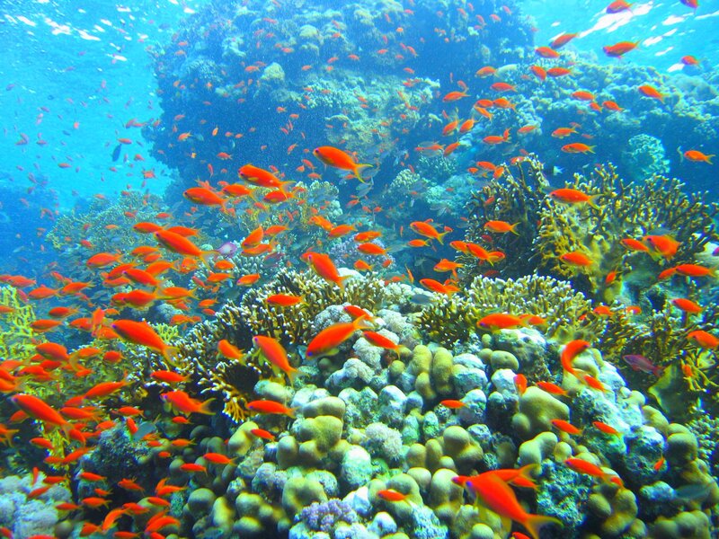 School of Orange Fish — Blue, Vibrant