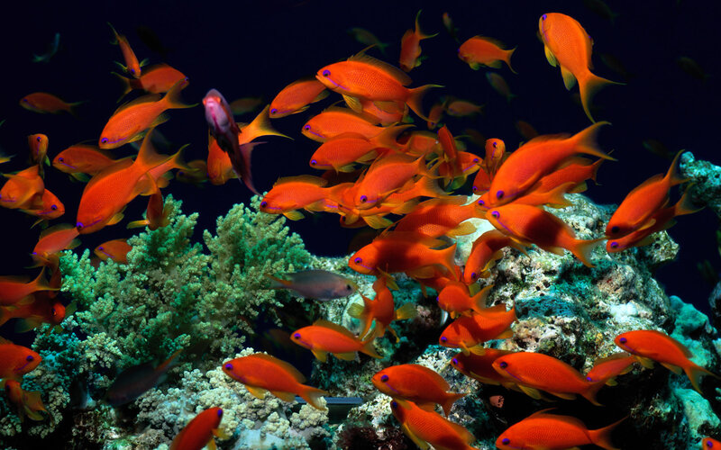 School of Orange Fish
