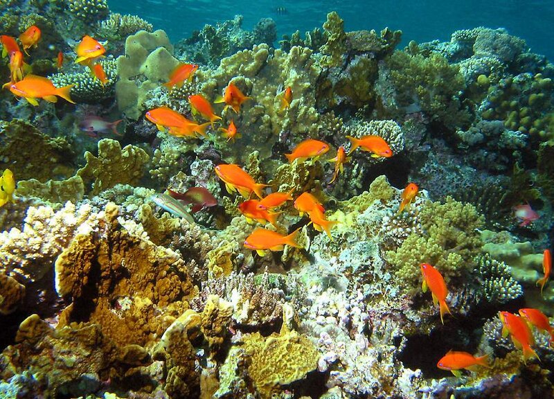 School of Orange Fish — Vibrant, Photograph