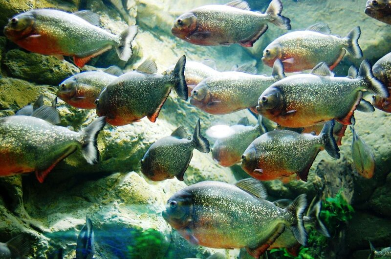 School of piranhas in aquarium