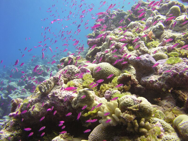 School of Purple Fish — Blue