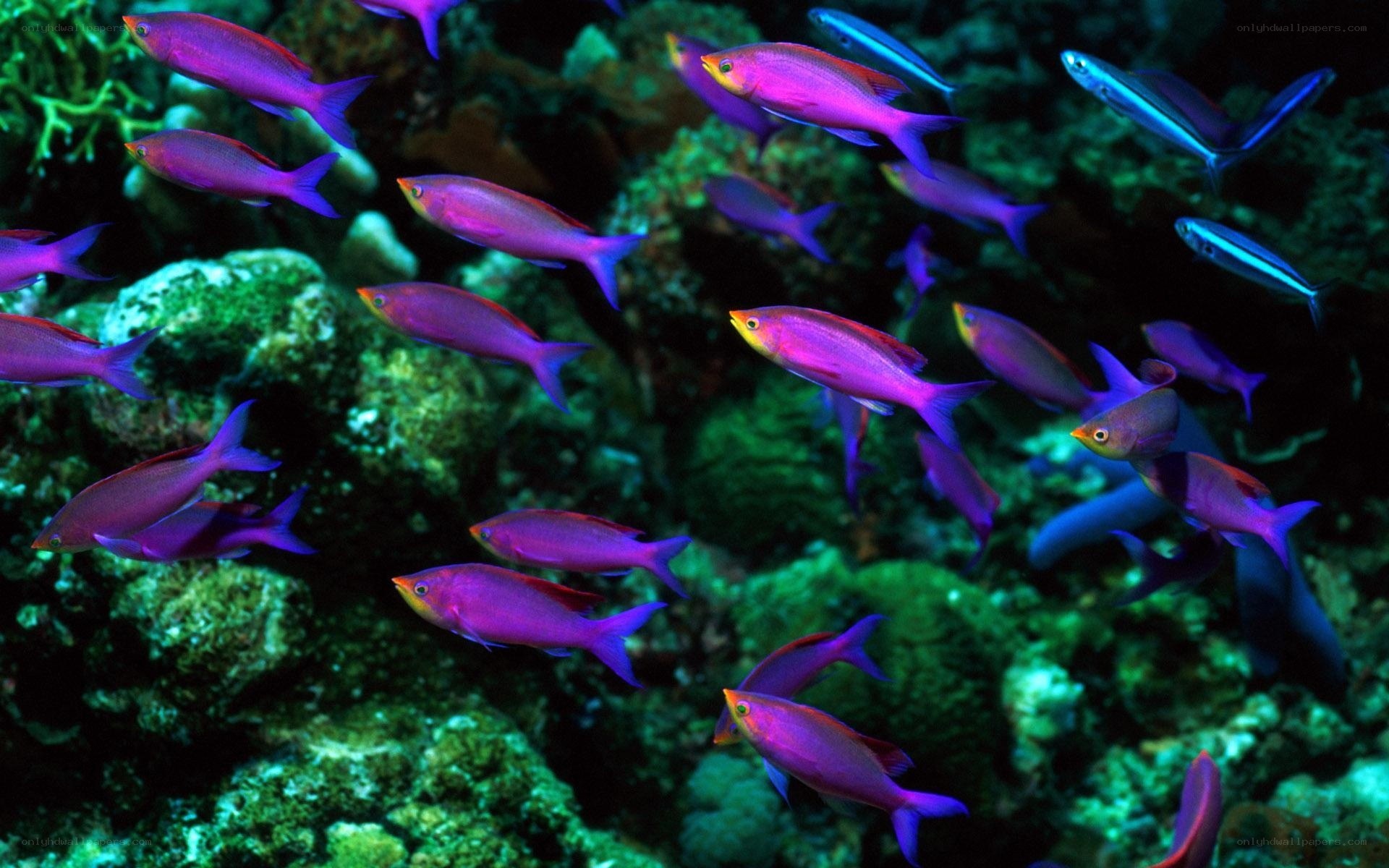 School of purple fish