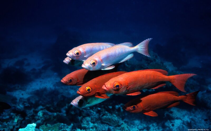 School of Red Fish — Blue