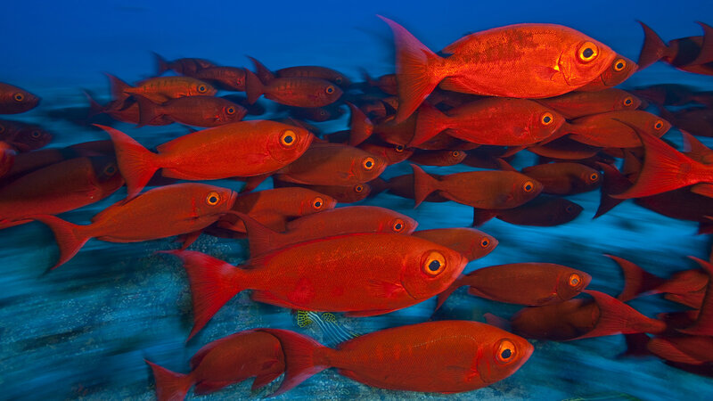 School of Red Fish — Calm